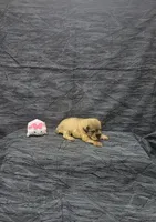Sandy, a female Miniature Schnauzer for sale in Bay Minette, AL – 3 of 3