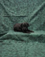 Jack, a male Miniature Schnauzer for sale in Bay Minette, AL – 3 of 3