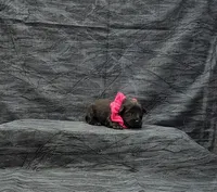 Athena, a female Miniature Schnauzer for sale in Bay Minette, AL – 3 of 3