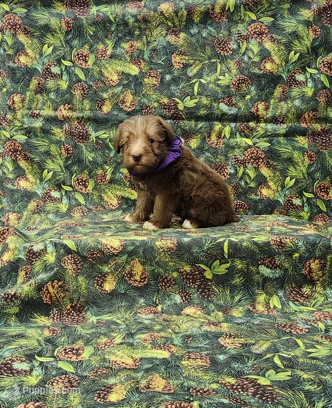 Cocoa – Miniature Schnauzer puppy for sale in Bay Minette, AL