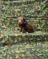 Cocoa, a female Miniature Schnauzer for sale in Bay Minette, AL – 1 of 3