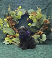 Athena, a female Miniature Schnauzer for sale in Bay Minette, AL – 3 of 3