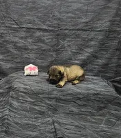 Sasha, a female Miniature Schnauzer for sale in Bay Minette, AL – 2 of 3