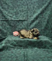 Sasha, a female Miniature Schnauzer for sale in Bay Minette, AL – 2 of 3
