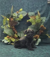Apollo , a male Miniature Schnauzer for sale in Bay Minette, AL – 3 of 4