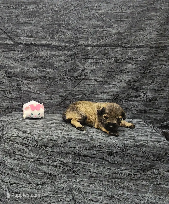 Sasha – Miniature Schnauzer puppy for sale in Bay Minette, AL