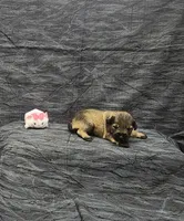 Sasha, a female Miniature Schnauzer for sale in Bay Minette, AL – 1 of 3