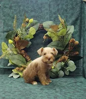Cocoa, a female Miniature Schnauzer for sale in Bay Minette, AL – 3 of 3