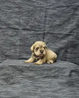 Candy, a female Miniature Schnauzer for sale in Bay Minette, AL – Photo 2 of 3