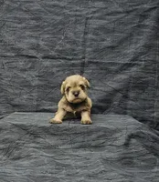 Candy, a female Miniature Schnauzer for sale in Bay Minette, AL – Photo 1 of 3