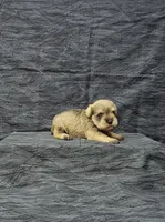 Candy, a female Miniature Schnauzer for sale in Bay Minette, AL – Photo 3 of 3