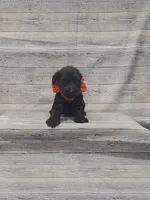 Bear, a male Miniature Schnauzer for sale in Bay Minette, AL – 2 of 3