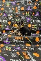 Lady, a female Miniature Schnauzer for sale in Bay Minette, AL – 3 of 3