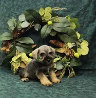 Scout, a male Miniature Schnauzer for sale in Bay Minette, AL – 3 of 3