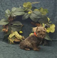 Petey, a male Miniature Schnauzer for sale in Bay Minette, AL – 2 of 3