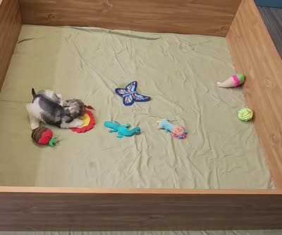 Venus, a female Miniature Schnauzer for sale in Bay Minette, AL – 4 of 4