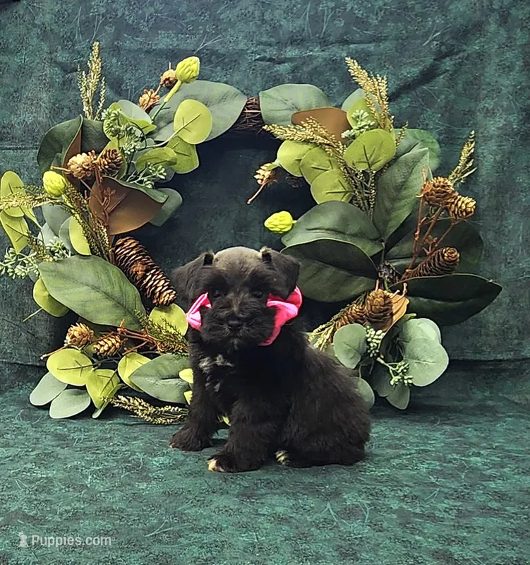 Rhea – Miniature Schnauzer puppy for sale in Bay Minette, AL