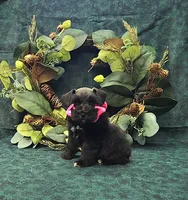 Rhea, a female Miniature Schnauzer for sale in Bay Minette, AL – 1 of 3