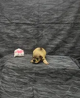 Sandy, a female Miniature Schnauzer for sale in Bay Minette, AL – 2 of 3