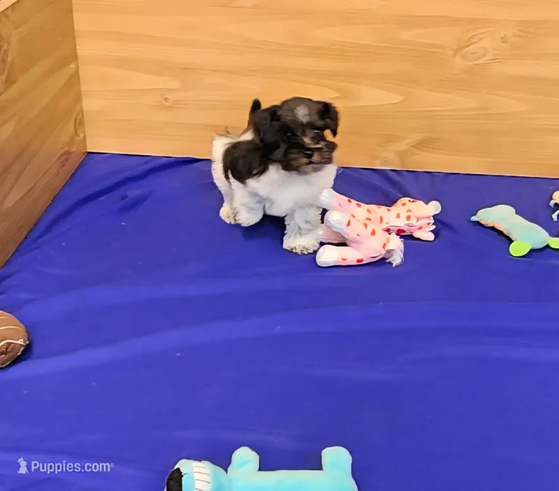 Zoe – Miniature Schnauzer puppy for sale in Bay Minette, AL