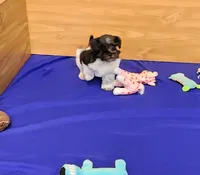 Zoe, a female Miniature Schnauzer for sale in Bay Minette, AL – Photo 1 of 3