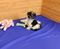 Zoe, a female Miniature Schnauzer for sale in Bay Minette, AL – Photo 2 of 3