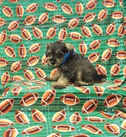Sammy, a male Miniature Schnauzer for sale in Bay Minette, AL – 3 of 3