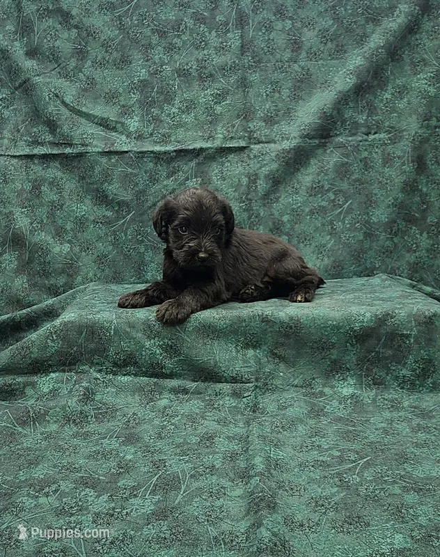 Jack – Miniature Schnauzer puppy for sale in Bay Minette, AL