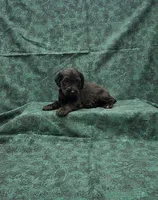 Jack, a male Miniature Schnauzer for sale in Bay Minette, AL – 1 of 3