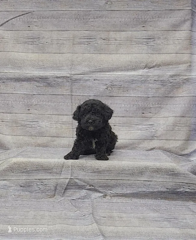 Blossom – Poodle - Toy  puppy for sale in Bay Minette, AL