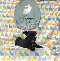 Bitsy, a female Miniature Schnauzer for sale in Bay Minette, AL – Photo 2 of 3