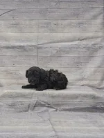 Blossom, a female Poodle - Toy  for sale in Bay Minette, AL – Photo 2 of 3