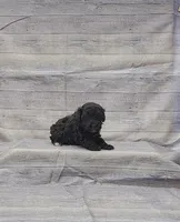 Blossom, a female Poodle - Toy  for sale in Bay Minette, AL – Photo 3 of 3