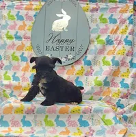 Bitsy, a female Miniature Schnauzer for sale in Bay Minette, AL – Photo 1 of 3