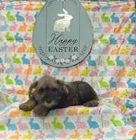 Cookie, a female Miniature Schnauzer for sale in Bay Minette, AL – Photo 1 of 2