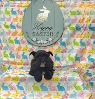 Bitsy, a female Miniature Schnauzer for sale in Bay Minette, AL – Photo 3 of 3