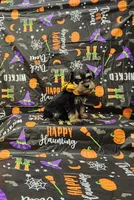 Lady, a female Miniature Schnauzer for sale in Bay Minette, AL – 2 of 3