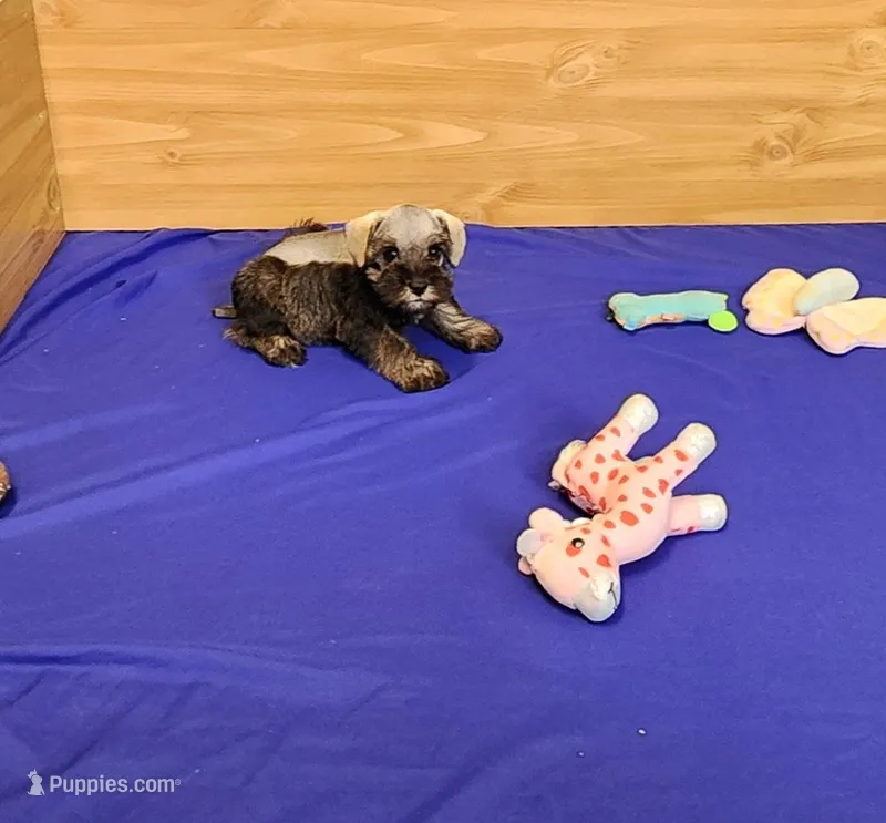 Cookie – Miniature Schnauzer puppy for sale in Bay Minette, AL