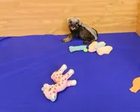 Cookie, a female Miniature Schnauzer for sale in Bay Minette, AL – Photo 3 of 3