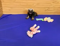 Cookie, a female Miniature Schnauzer for sale in Bay Minette, AL – Photo 2 of 3