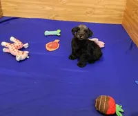 Zelda, a female Miniature Schnauzer for sale in Bay Minette, AL – Photo 1 of 3