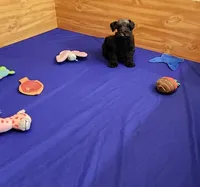 Zelda, a female Miniature Schnauzer for sale in Bay Minette, AL – Photo 3 of 3