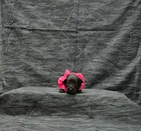 Athena, a female Miniature Schnauzer for sale in Bay Minette, AL – 2 of 3