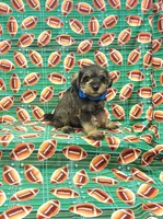 Sammy, a male Miniature Schnauzer for sale in Bay Minette, AL – 2 of 3