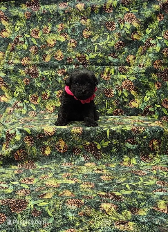 Athena – Miniature Schnauzer puppy for sale in Bay Minette, AL