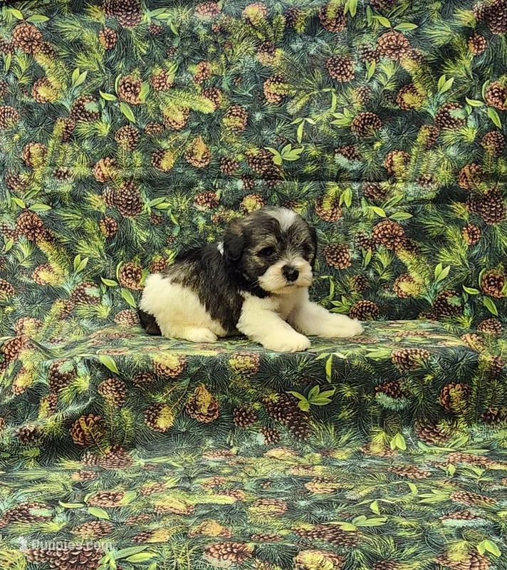 Venus – Miniature Schnauzer puppy for sale in Bay Minette, AL