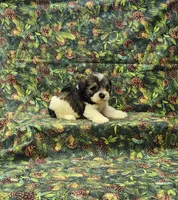 Venus, a female Miniature Schnauzer for sale in Bay Minette, AL – 1 of 3