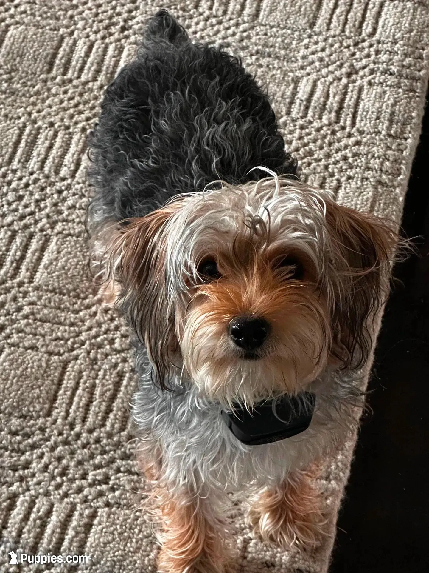 Rocky, a male Yorkipoo and Yorkshire Terrier for sale in Mitchell, SD – 4 of 6