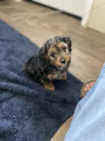 Rambo, a male Yorkipoo and Yorkshire Terrier for sale in Mitchell, SD – 3 of 8