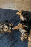 Rambo, a male Yorkipoo and Yorkshire Terrier for sale in Mitchell, SD – 2 of 8